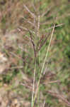 Caucasian bluestem